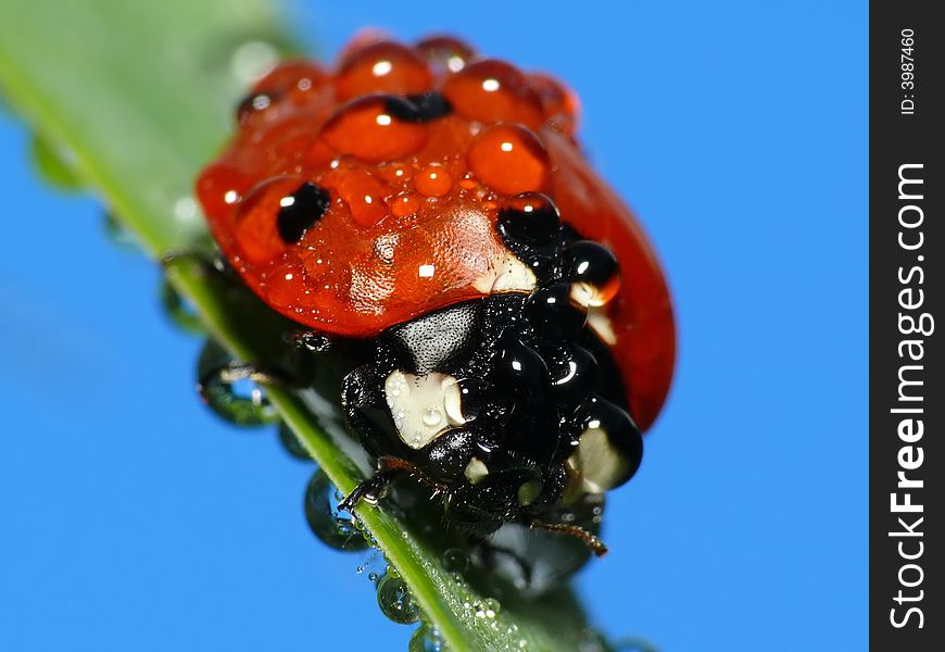 Wet Lady Bug