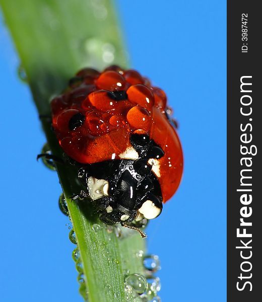 This in one out of a serie wet ladybugs. All are photographed early in the morning with a lot of dew. This in one out of a serie wet ladybugs. All are photographed early in the morning with a lot of dew.