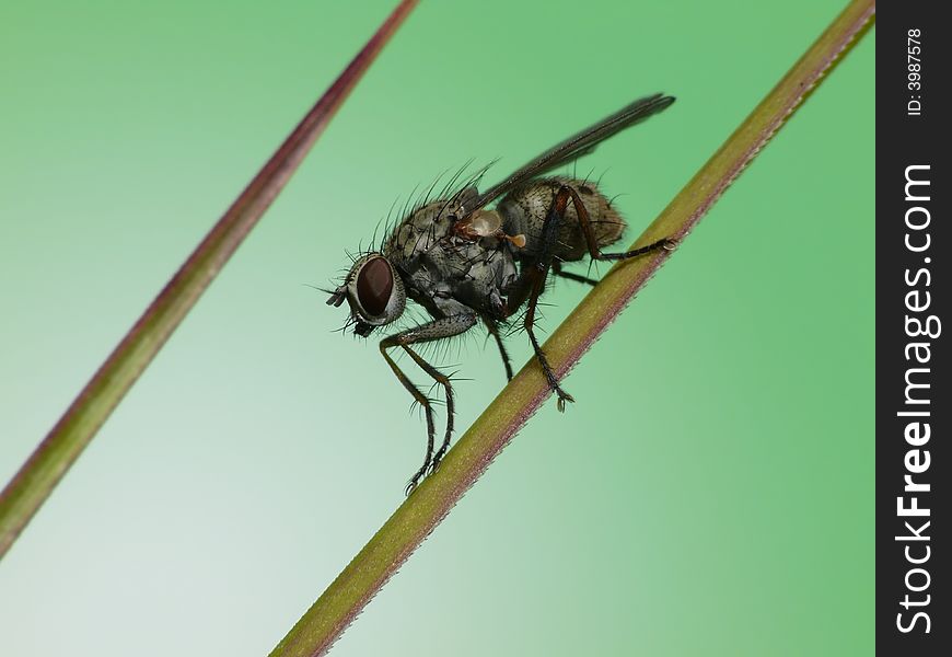 Just a picture of a fly, but the two grassfibers almost standing parallel makes it a special photo. Just a picture of a fly, but the two grassfibers almost standing parallel makes it a special photo.
