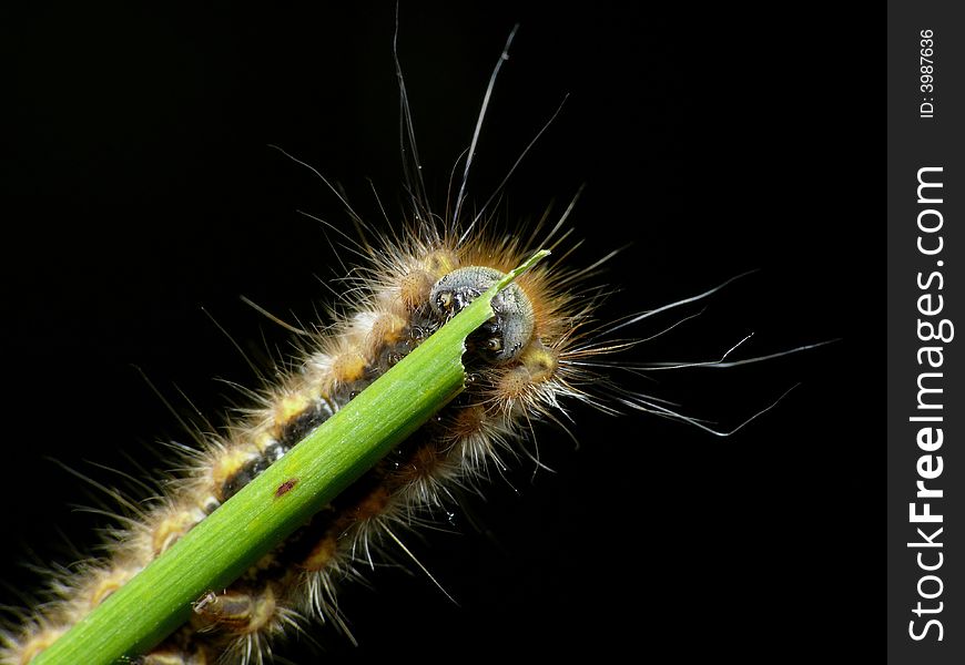 Hairy Caterpillar