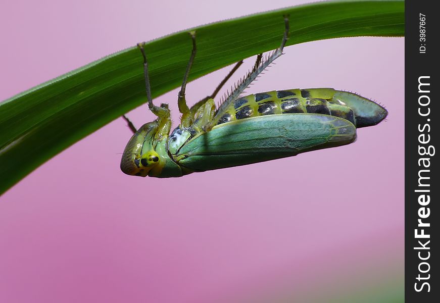 Colorfull Cicade