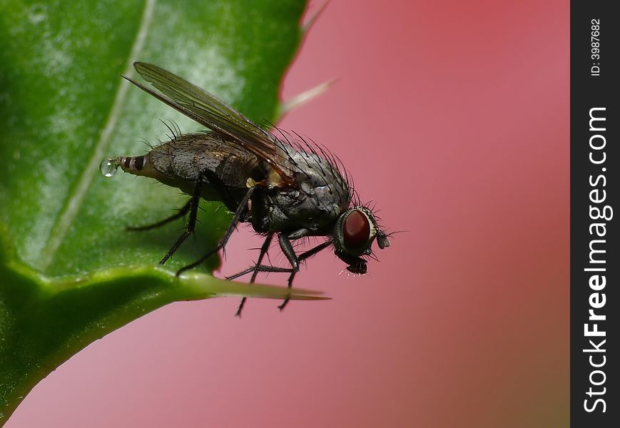 Yes also a fly must urinate. It was a lucky shot which gave the picture a little bit more then only the fly. Yes also a fly must urinate. It was a lucky shot which gave the picture a little bit more then only the fly.