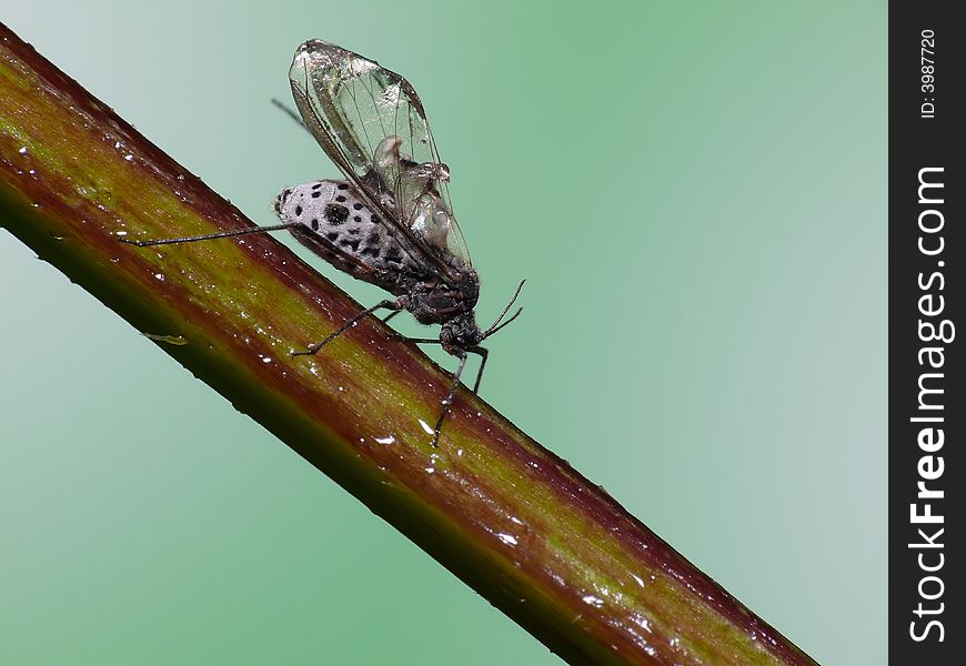 Leaf louse