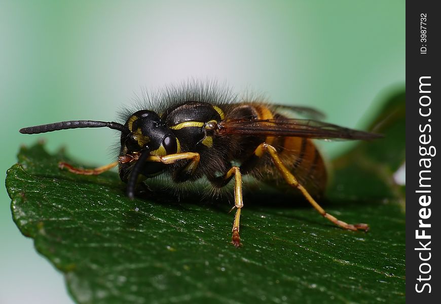 Beautiful wasp