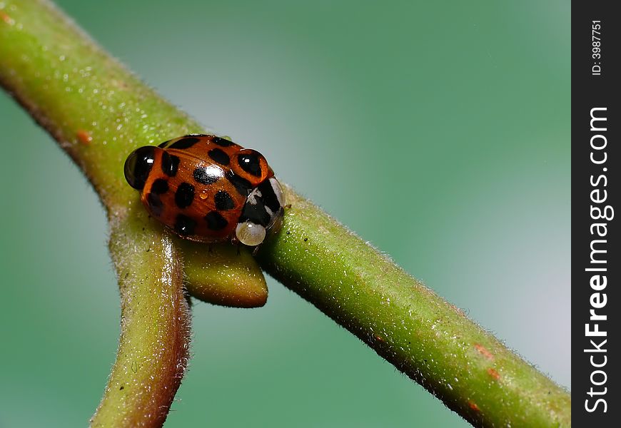 This ladybug had to choose left or right. With a bagage of dewdrops he choosed to go left. This ladybug had to choose left or right. With a bagage of dewdrops he choosed to go left.