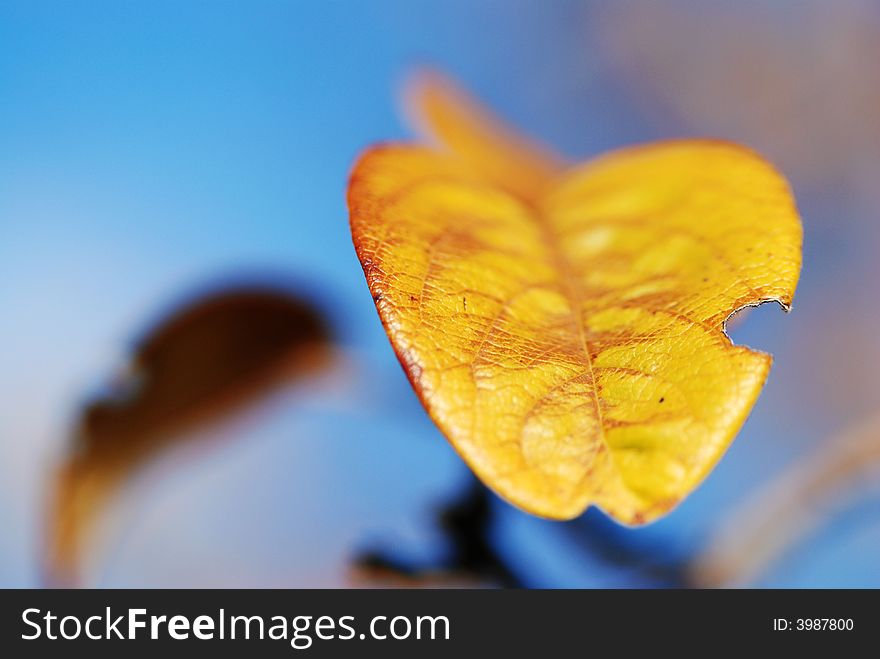 Autumn leaf with minimal depth of Field.