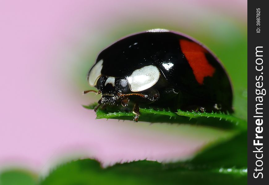 Colorfull Lady Bug