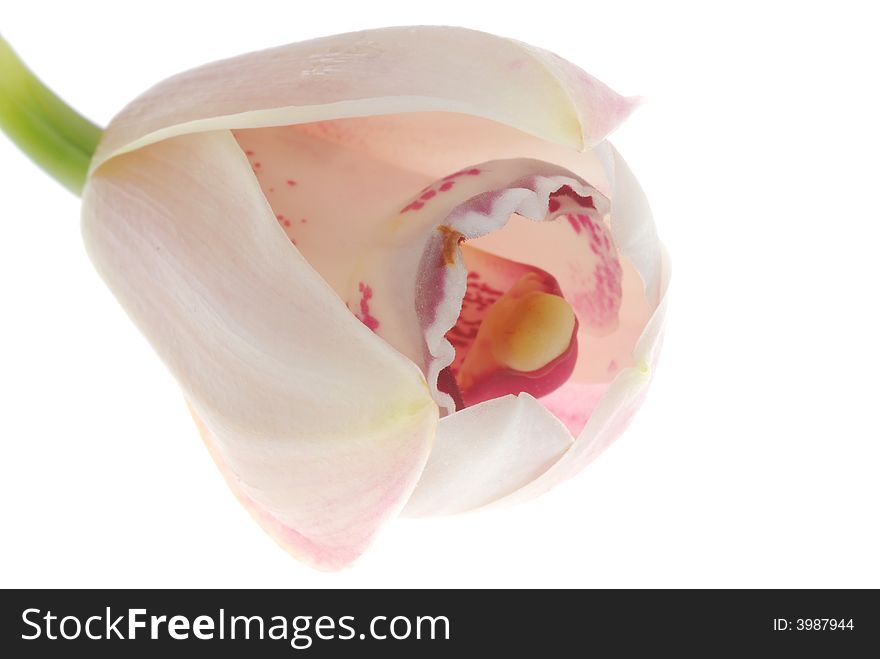 Close up image of orchid flower on white background