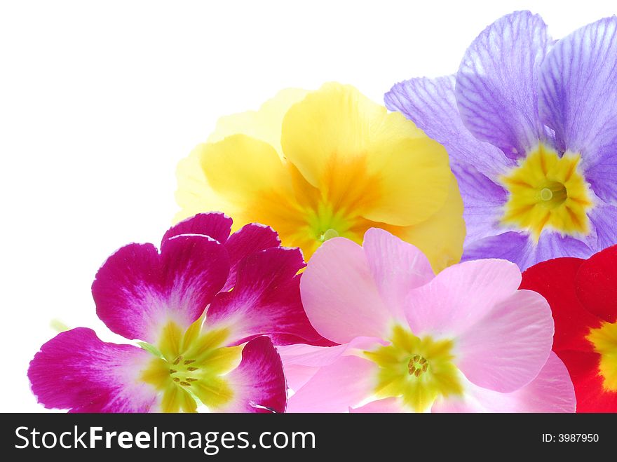 Color primula flowers on white background