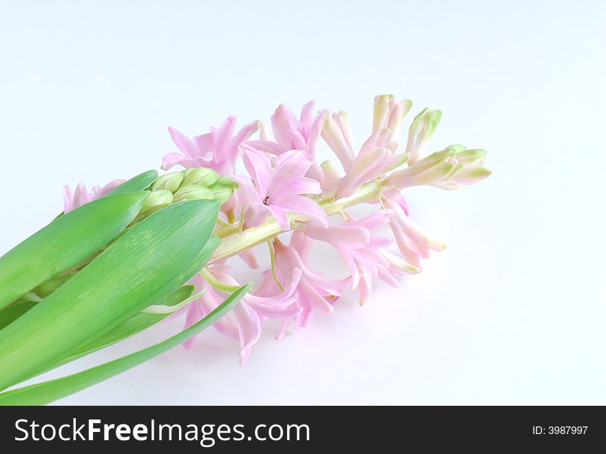 Pink hyacinth flowers on white background