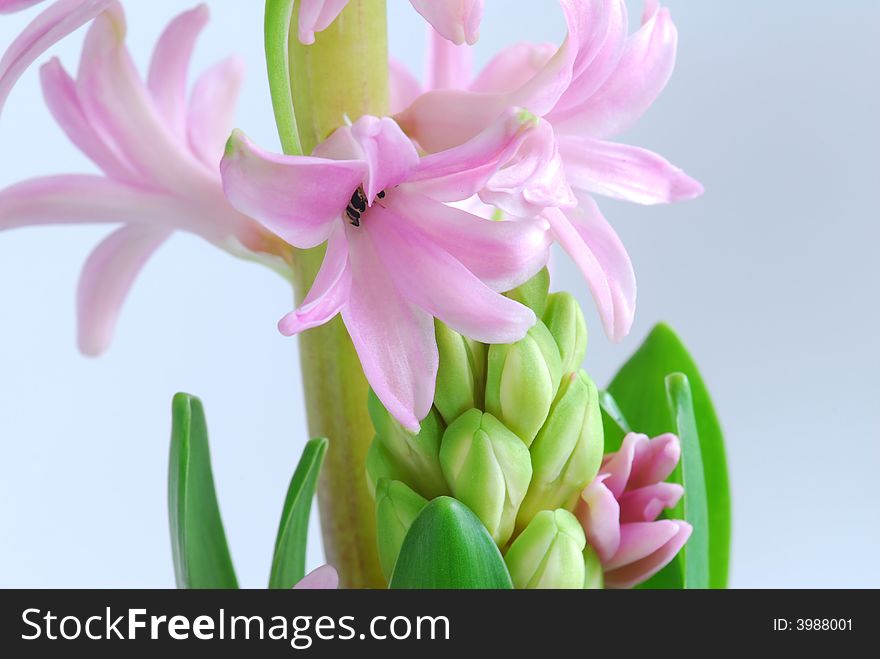 Close up image of pink hyacinth