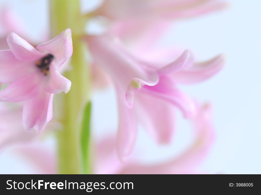 Soft image of pink hyacinth