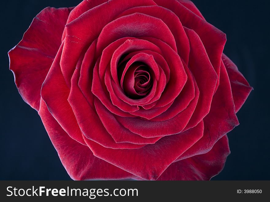 Beautiful close-up of a single red rose blossom