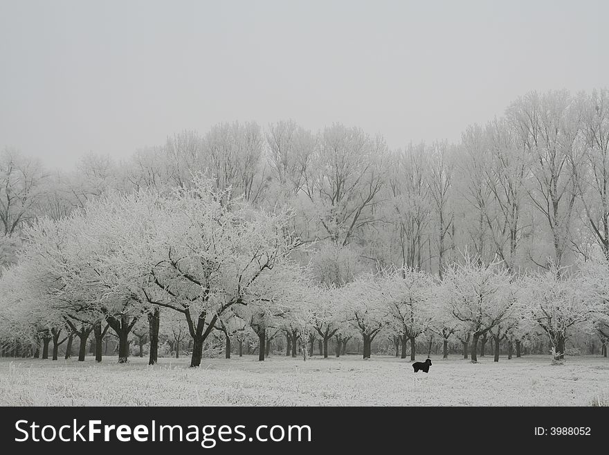 A loneley dog take a walk between the frozen trees. A loneley dog take a walk between the frozen trees.