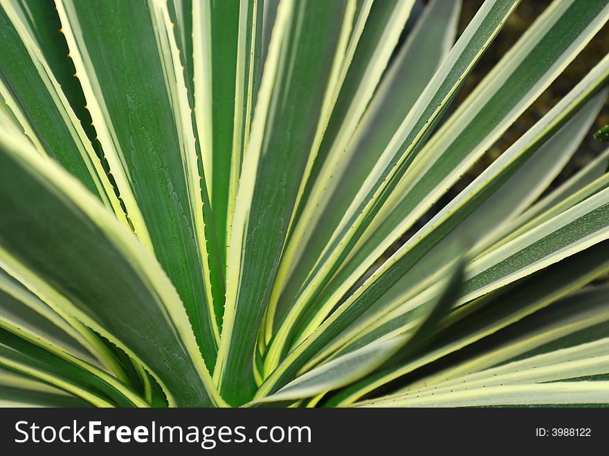 A fresh green Agave plant with many healing properties. A fresh green Agave plant with many healing properties