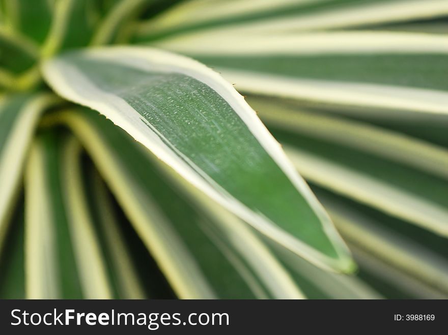 A fresh green Agave plant with many healing properties. A fresh green Agave plant with many healing properties