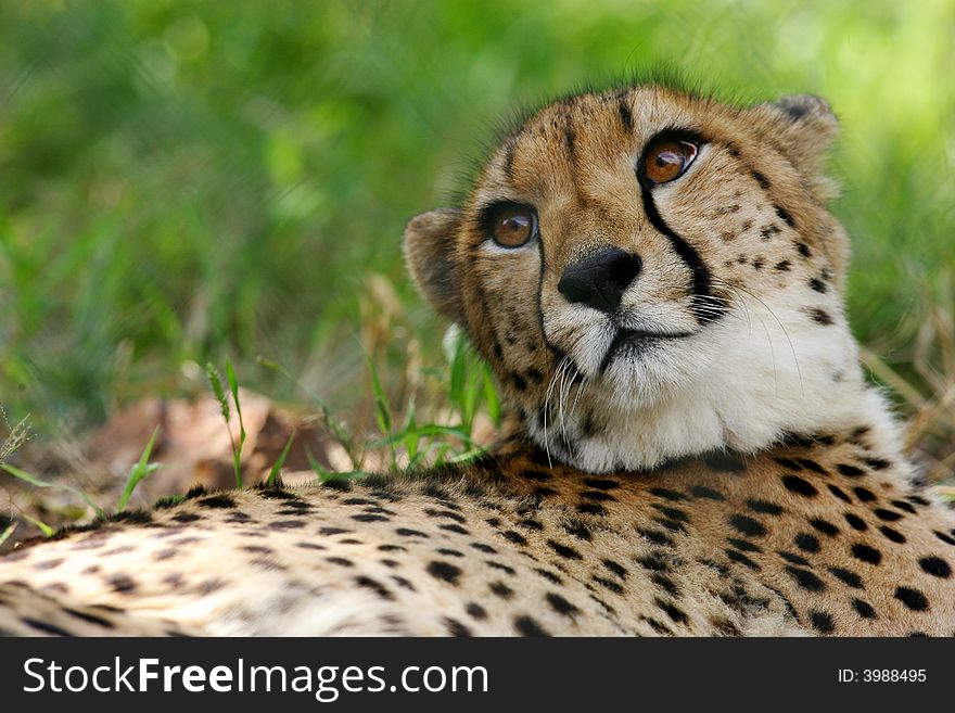 A close up shot of an African Cheetah relaxing