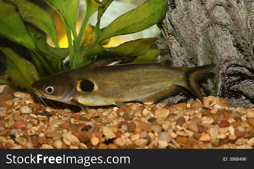 Black dot catfish resting in aquaria. Black dot catfish resting in aquaria.