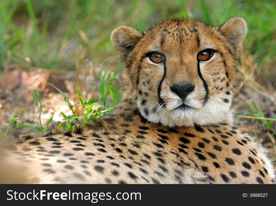 A close up shot of an African Cheetah relaxing