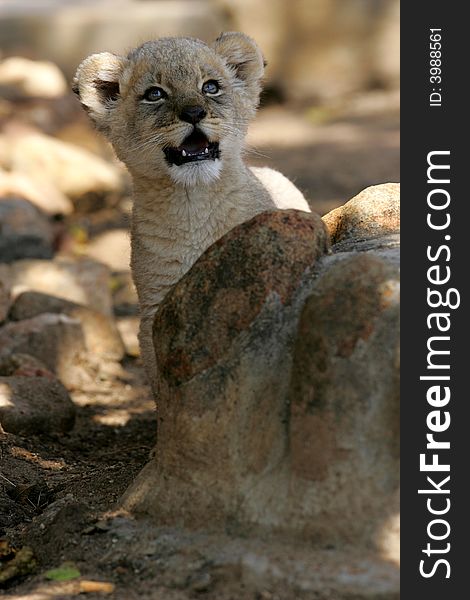 A shot of a rare white lion cub