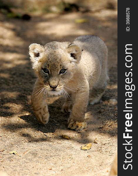 A shot of a rare white lion cub