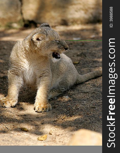 A shot of a rare white lion cub