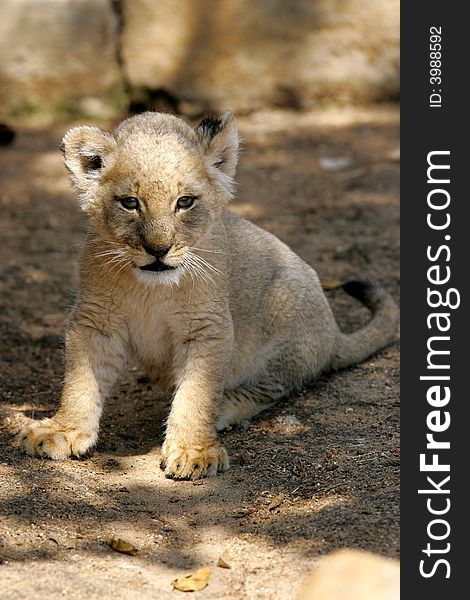 A shot of a rare white lion cub