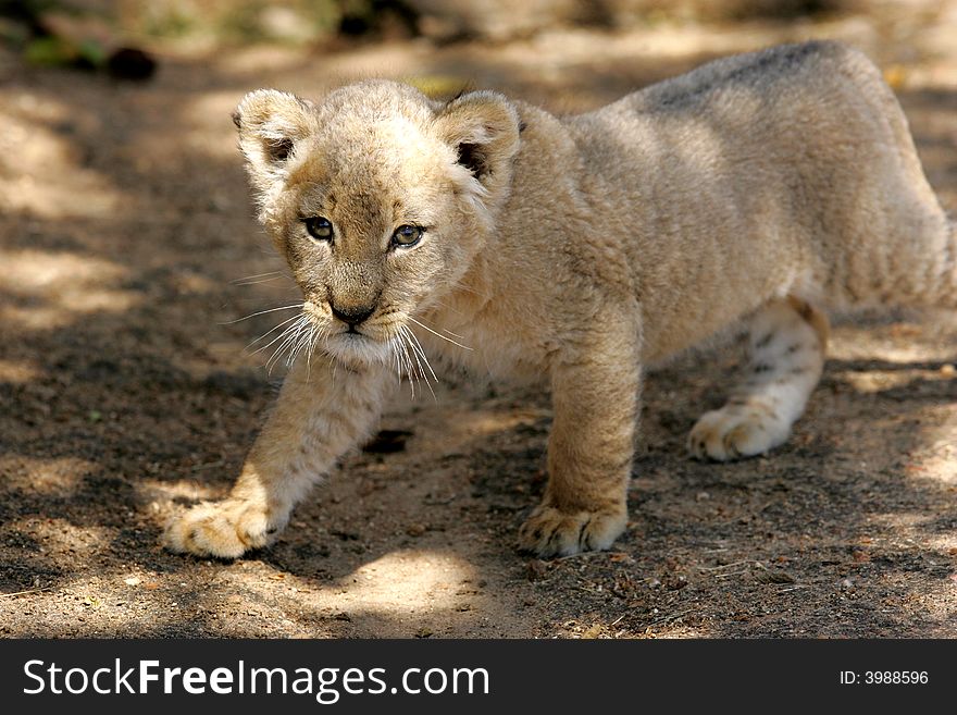 A shot of a rare white lion cub