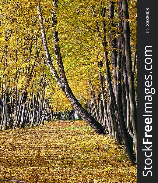 Autumn avenue from yellow trees