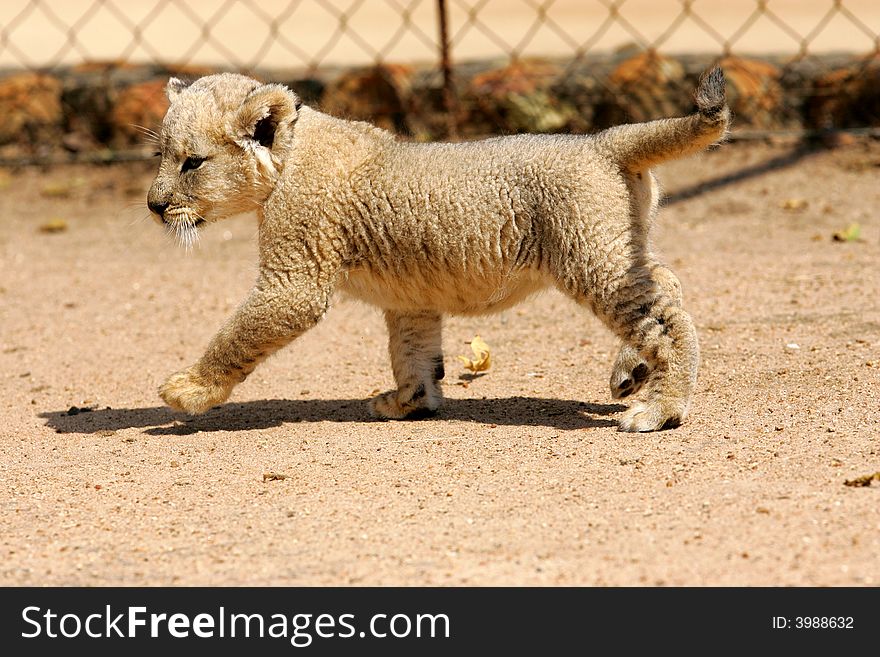 A shot of a rare white lion cub