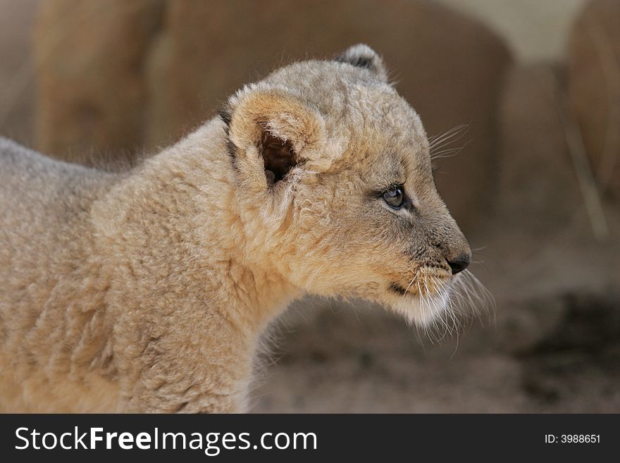 A shot of a rare white lion cub