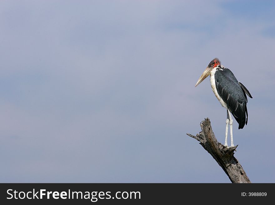 A shot of a Marabou Stork