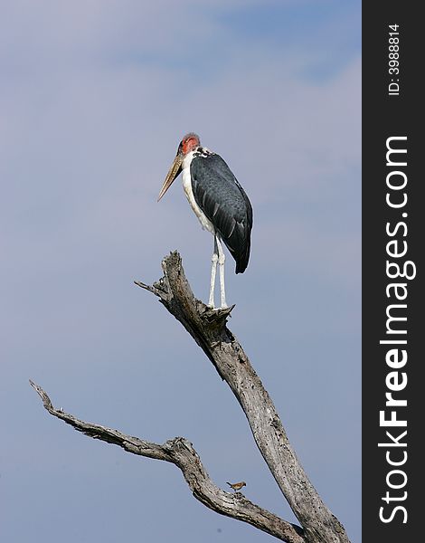 A shot of a Marabou Stork