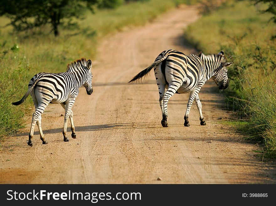 African Zebra