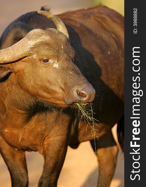 A shot of an African Cape Buffalo in the wild