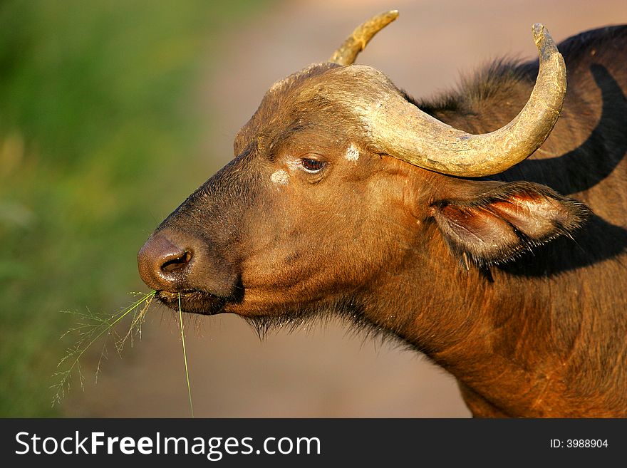 A shot of an African Cape Buffalo in the wild