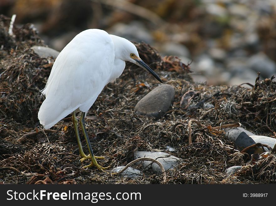 Willet shorebird at the pacific coast in California. Willet shorebird at the pacific coast in California.