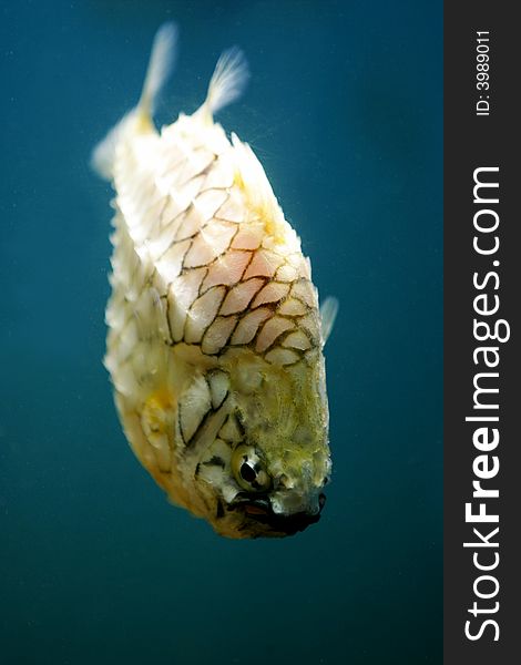 An underwater shot of a knight fish