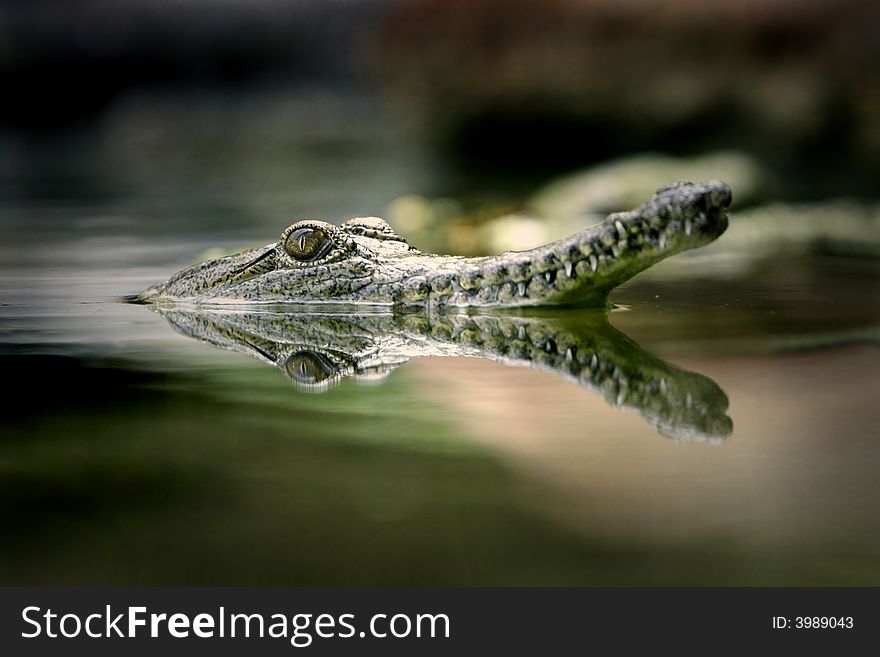 A shot of a fresh water crocodile