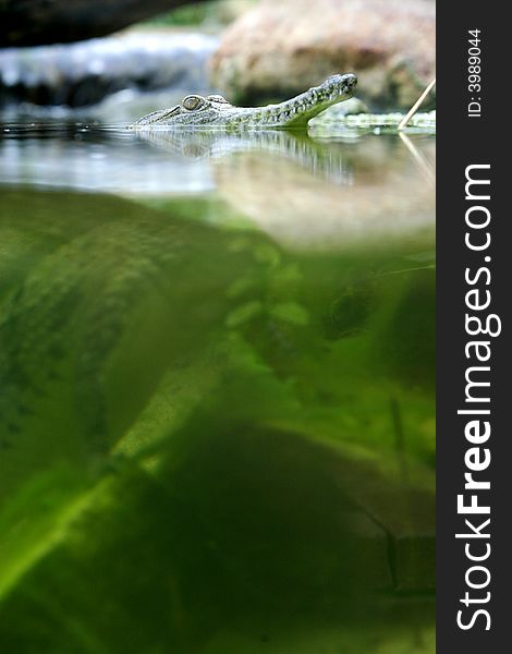 A shot of a fresh water crocodile