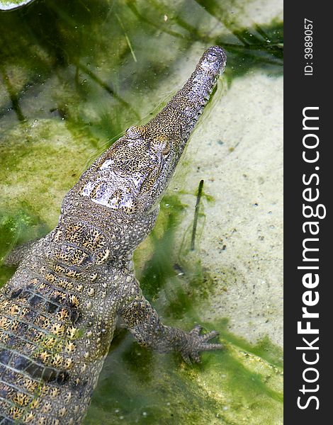 A shot of a fresh water crocodile