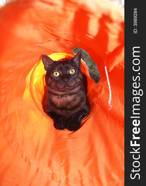 A black cat in an orange play tunnel. A black cat in an orange play tunnel