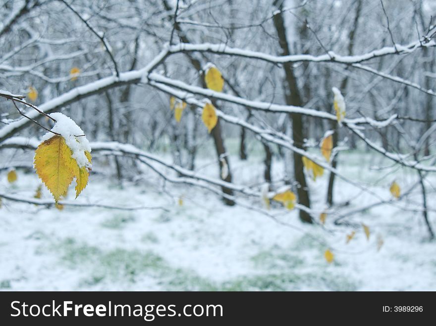 Nice winter background with some yellow leaves in front. Nice winter background with some yellow leaves in front