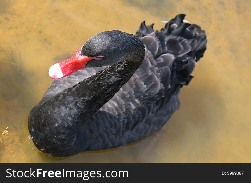 Portrait of Black Swan swimming