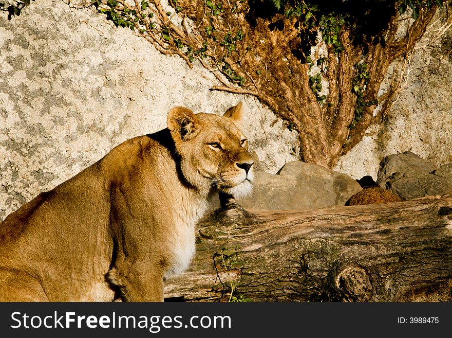 Female lion in the zoo. Female lion in the zoo