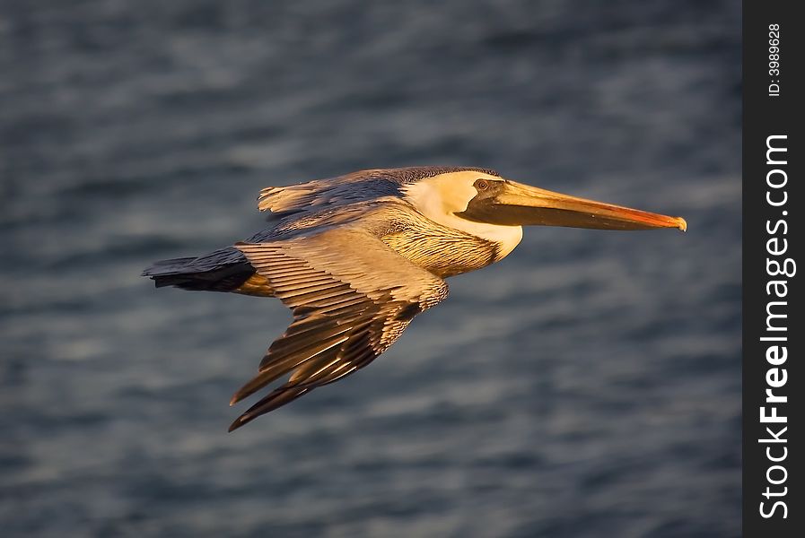 A pelican glides by in early morning sun light. A pelican glides by in early morning sun light