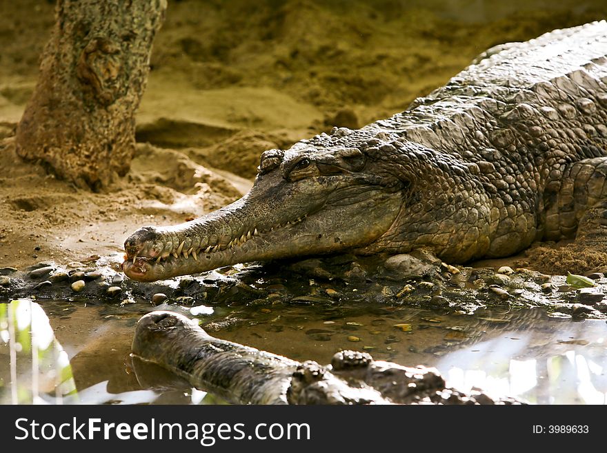 A crocodile in the zoo
