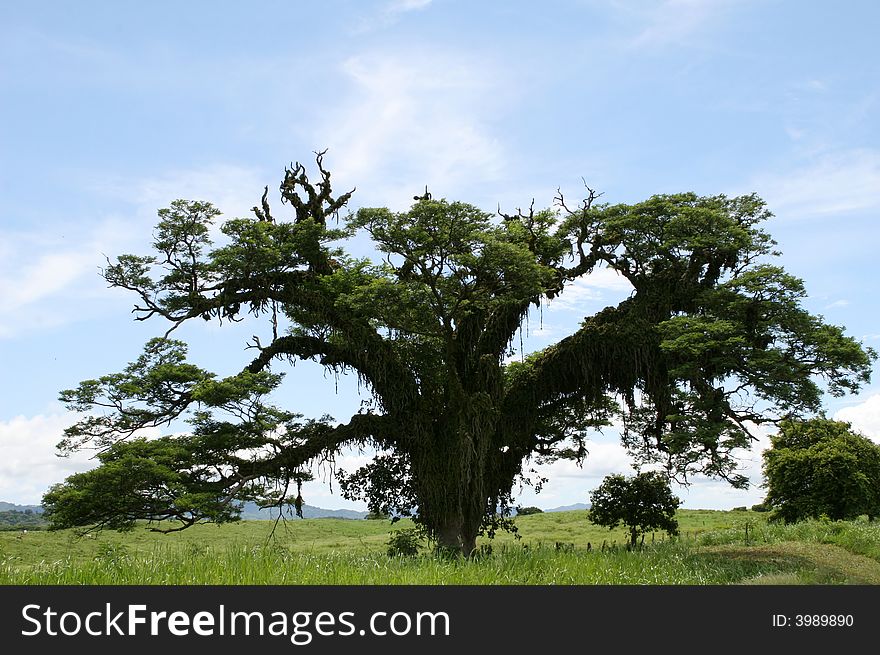 A parasitic plant attacks a large tree. A parasitic plant attacks a large tree