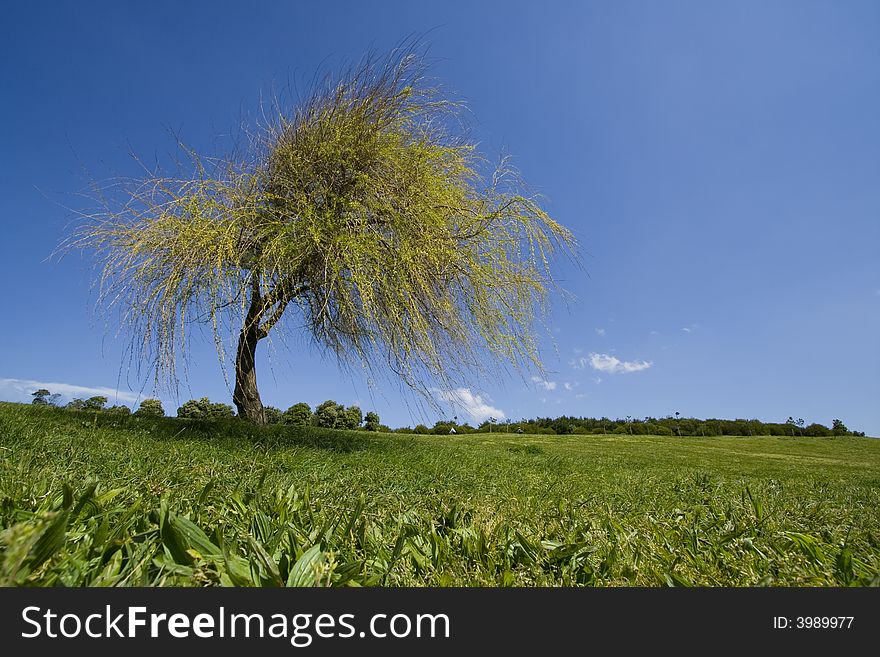 Landscape - Lonely tree on the field, the blue sky and white clouds