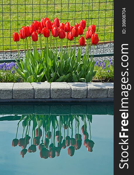 Red spring tulips reflection